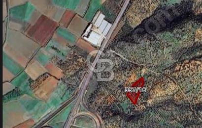 Bergama Zeytindağ'da Satılık 96.40 m² Hisseli Zeytinlik