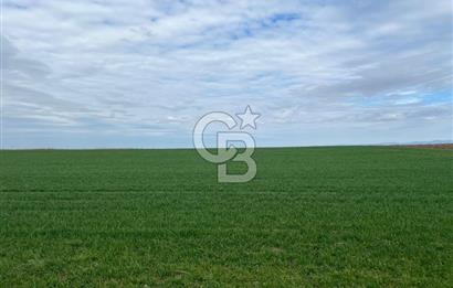 TEKİRDAĞ SARAY BEYAZKÖYDE 1427 M² UYGUN FİYATLI SATILIK TARLA