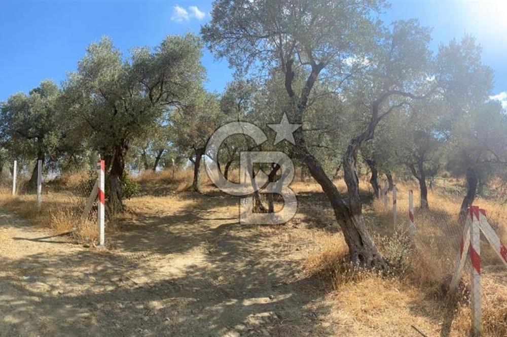 İZMİR KEMALPAŞA'DA ZEYTİNLİK/TARLA (VİŞNELİ)