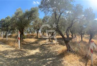 İZMİR KEMALPAŞA'DA ZEYTİNLİK/TARLA (VİŞNELİ) - 6 - 344592