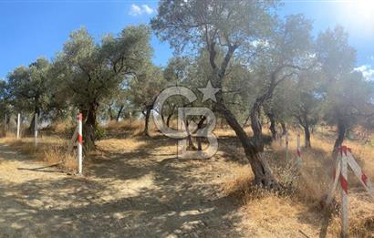 İZMİR KEMALPAŞA'DA ZEYTİNLİK/TARLA (VİŞNELİ)