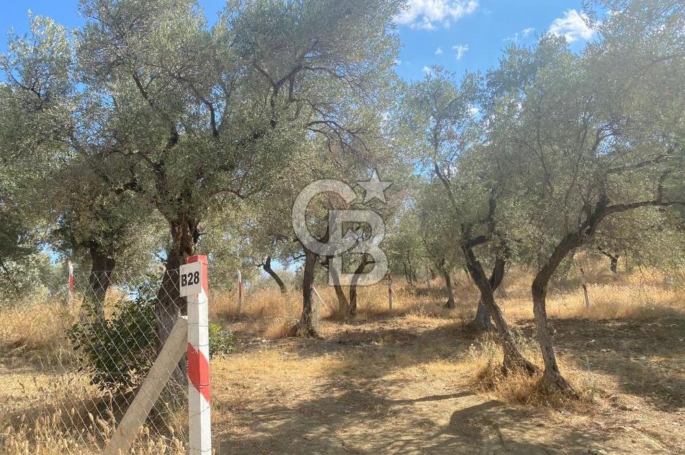 İZMİR KEMALPAŞA'DA ZEYTİNLİK/TARLA (VİŞNELİ)