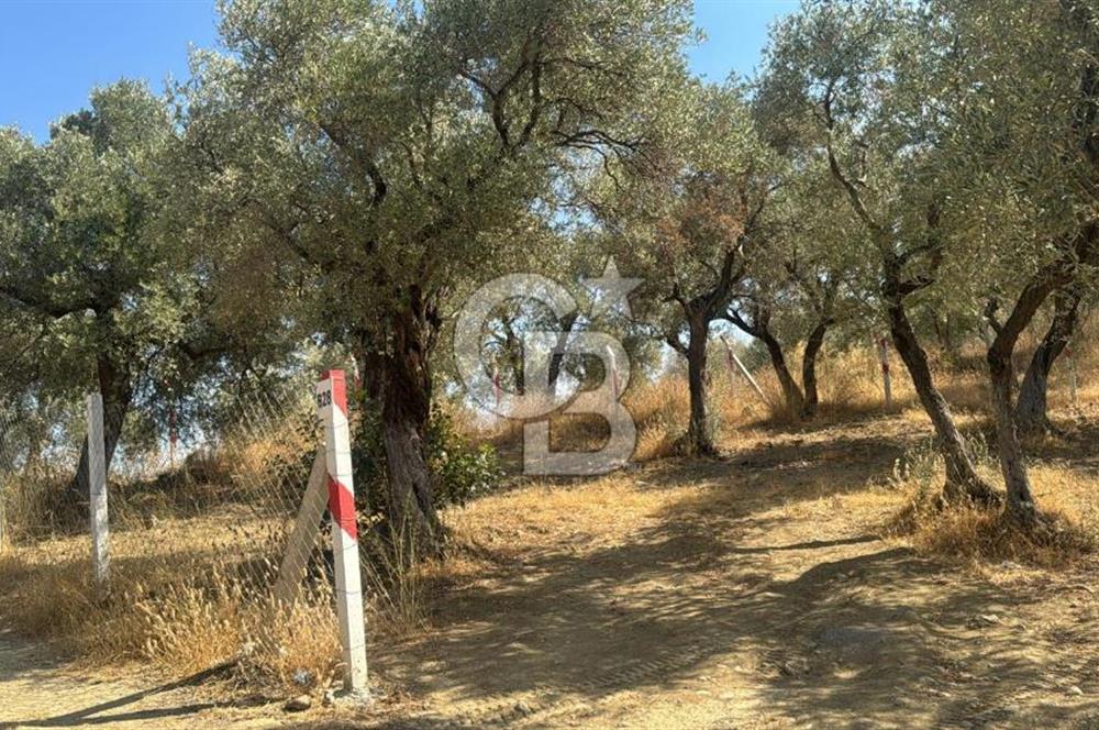 İZMİR KEMALPAŞA'DA ZEYTİNLİK/TARLA (VİŞNELİ)