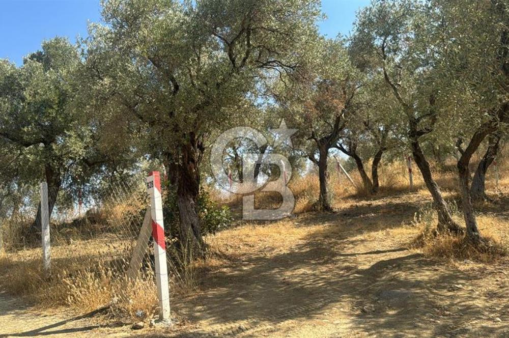 İZMİR KEMALPAŞA'DA ZEYTİNLİK/TARLA (VİŞNELİ)