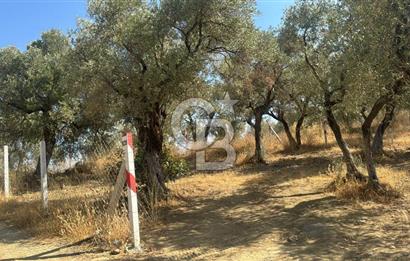 İZMİR KEMALPAŞA'DA ZEYTİNLİK/TARLA (VİŞNELİ)