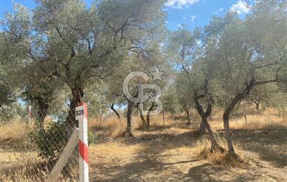 İZMİR KEMALPAŞA'DA ZEYTİNLİK/TARLA (VİŞNELİ)