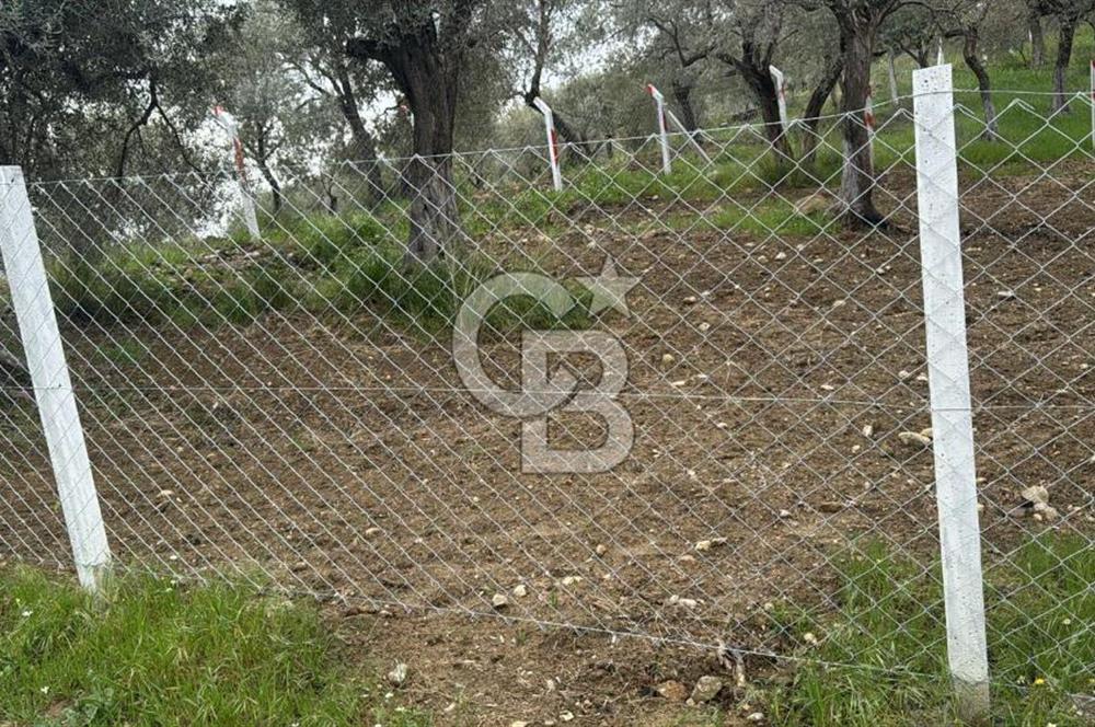 İZMİR KEMALPAŞA'DA ZEYTİNLİK/TARLA (VİŞNELİ)