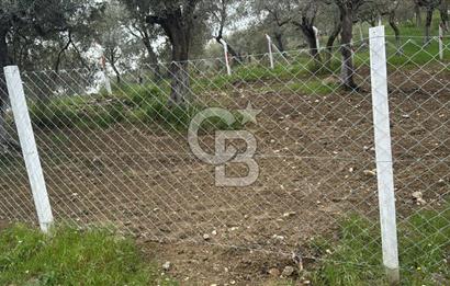 İZMİR KEMALPAŞA'DA ZEYTİNLİK/TARLA (VİŞNELİ)