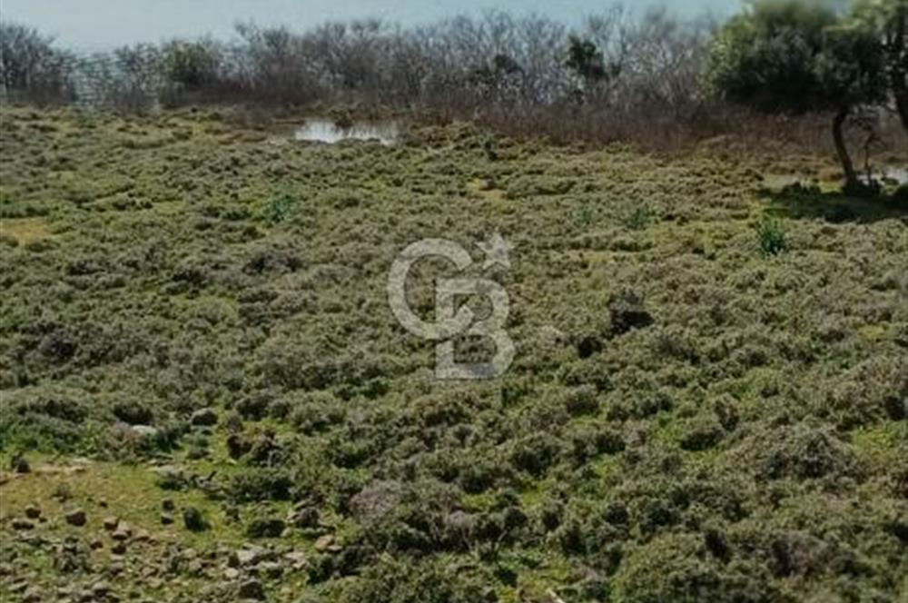 GÖKÇEADA ZEYTİNLİ KÖYÜNDE SATILIK TARLA