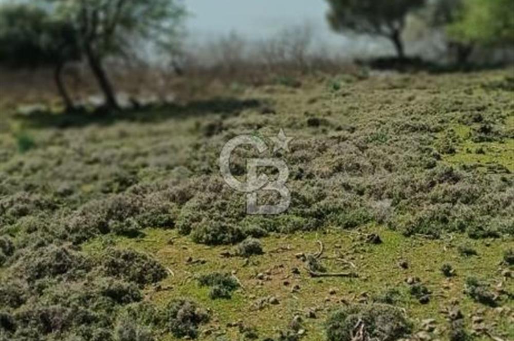 GÖKÇEADA ZEYTİNLİ KÖYÜNDE SATILIK TARLA