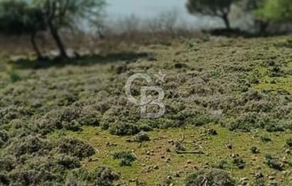 GÖKÇEADA ZEYTİNLİ KÖYÜNDE SATILIK TARLA