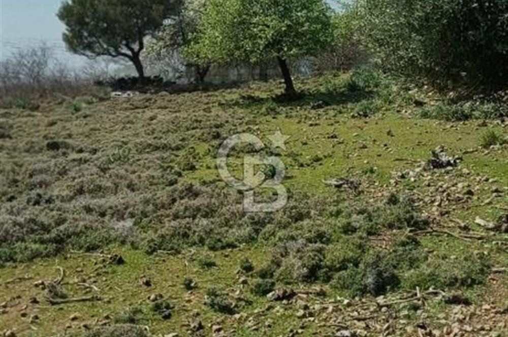 GÖKÇEADA ZEYTİNLİ KÖYÜNDE SATILIK TARLA