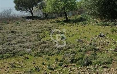 GÖKÇEADA ZEYTİNLİ KÖYÜNDE SATILIK TARLA