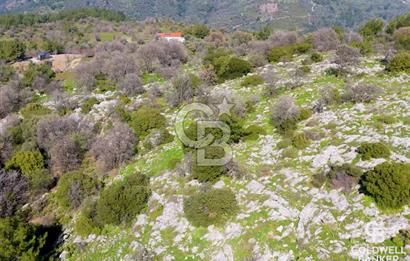 Seferihisar Gödence'de doğal kaynak sulu satılık tarla