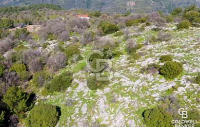 Seferihisar Gödence'de doğal kaynak sulu satılık tarla