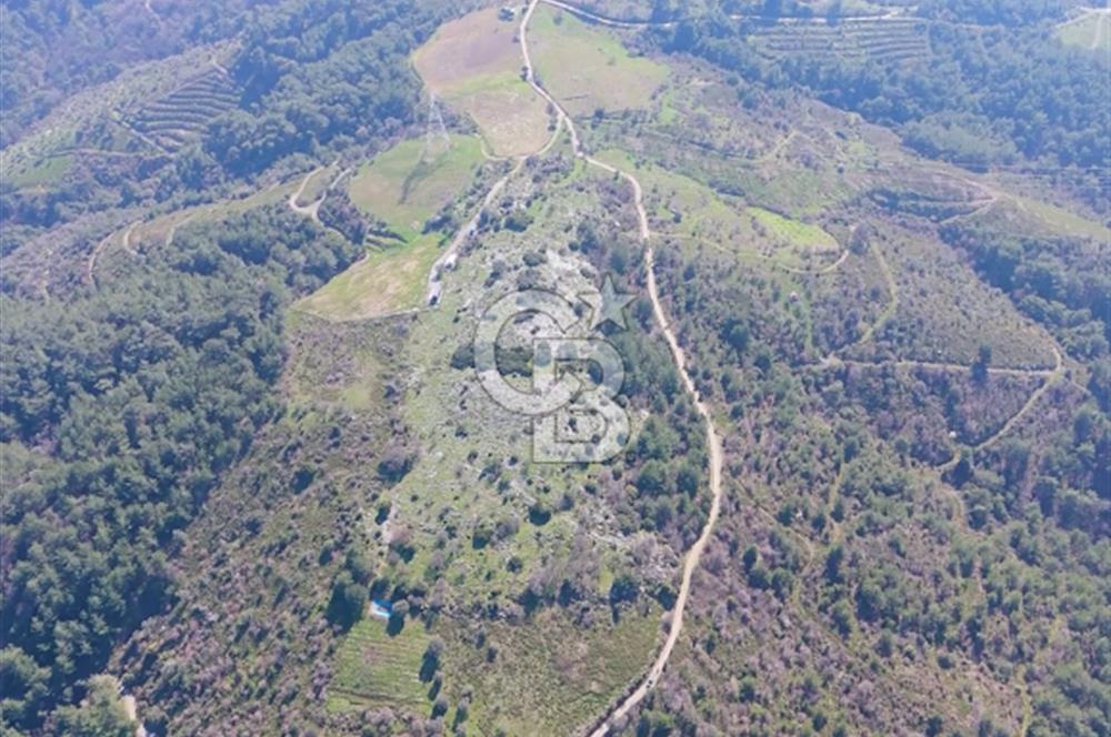 Seferihisar Gödence'de doğal kaynak sulu satılık tarla