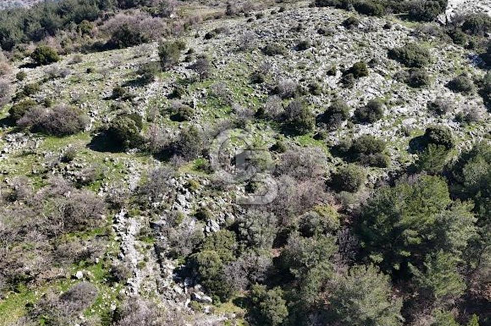 Seferihisar Gödence'de doğal kaynak sulu satılık tarla