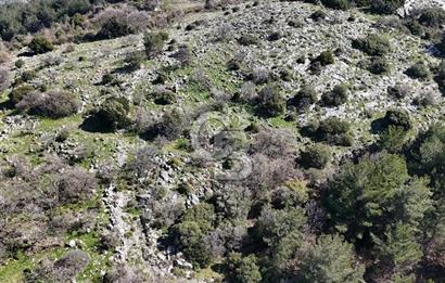 Seferihisar Gödence'de doğal kaynak sulu satılık tarla