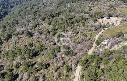 Seferihisar Gödence'de doğal kaynak suyu olan satılık tarla 