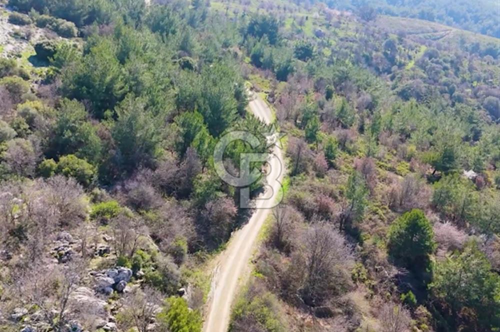 Seferihisar Gödence'de doğal kaynak sulu satılık tarla