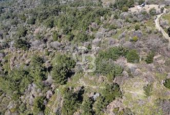 Seferihisar Gödence'de doğal kaynak suyu olan satılık tarla  - 4 - 344753