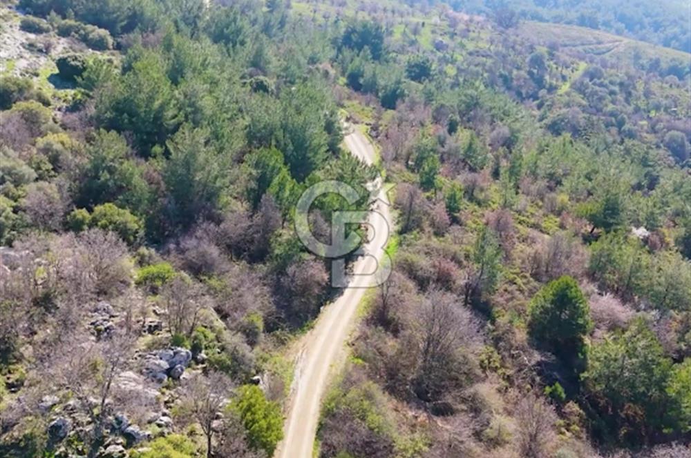 Seferihisar Gödence'de doğal kaynak sulu satılık tarla