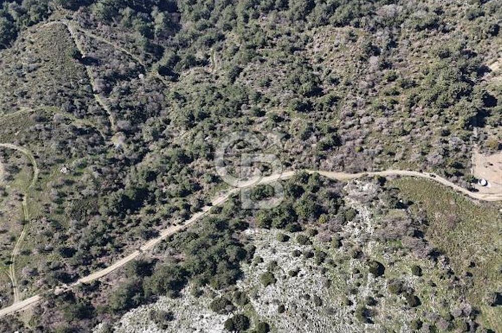 Seferihisar Gödence'de doğal kaynak suyu olan satılık tarla 