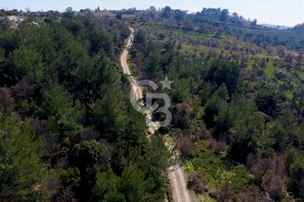 Seferihisar Gödence'de doğal kaynak sulu satılık tarla