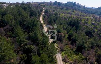 Seferihisar Gödence'de doğal kaynak sulu satılık tarla