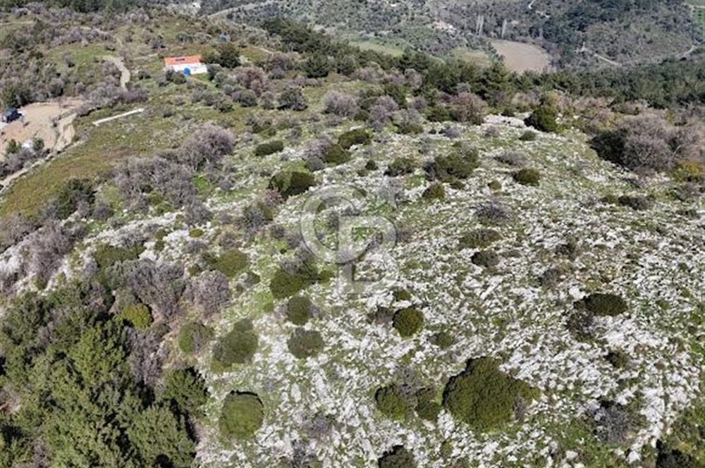 Seferihisar Gödence'de doğal kaynak sulu satılık tarla