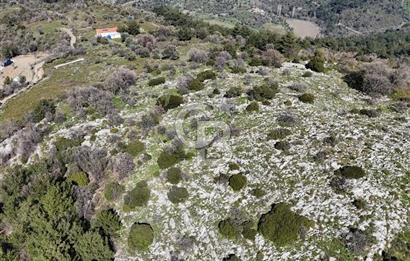 Seferihisar Gödence'de doğal kaynak sulu satılık tarla