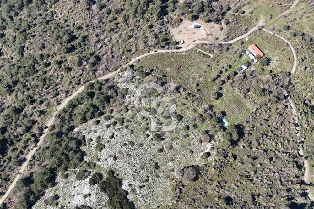 Seferihisar Gödence'de doğal kaynak sulu satılık tarla