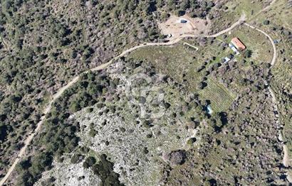 Seferihisar Gödence'de doğal kaynak sulu satılık tarla