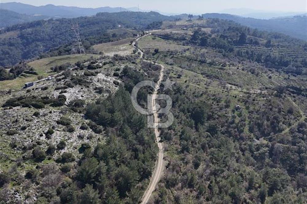 Seferihisar Gödence'de doğal kaynak suyu olan satılık tarla 