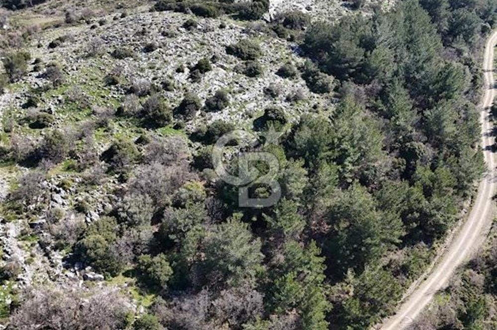 Seferihisar Gödence'de doğal kaynak sulu satılık tarla