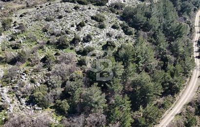Seferihisar Gödence'de doğal kaynak sulu satılık tarla