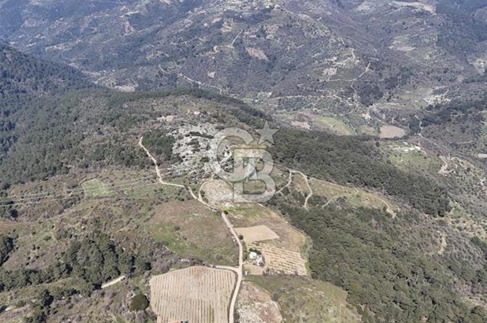 Seferihisar Gödence'de doğal kaynak sulu satılık tarla