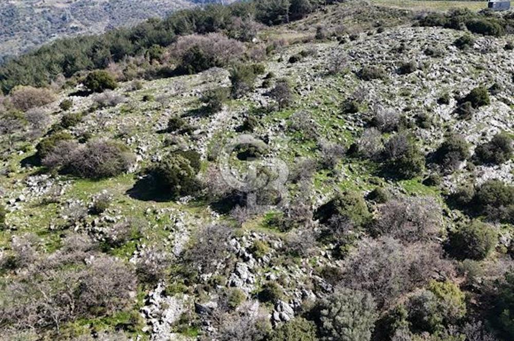 Seferihisar Gödence'de doğal kaynak sulu satılık tarla