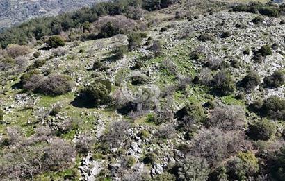 Seferihisar Gödence'de doğal kaynak sulu satılık tarla