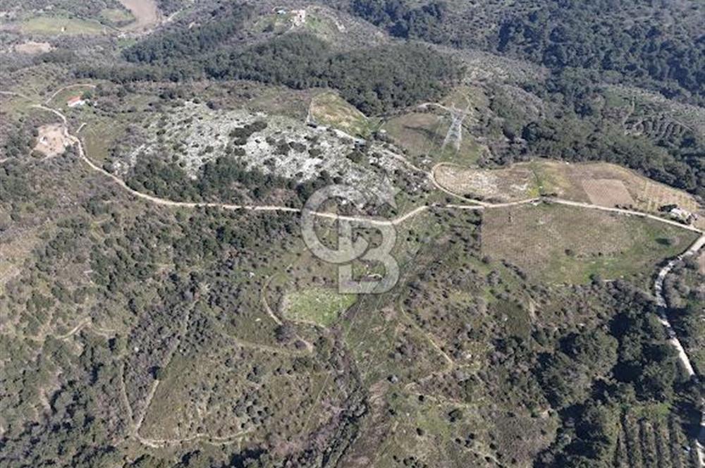 Seferihisar Gödence'de doğal kaynak sulu satılık tarla