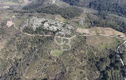 Seferihisar Gödence'de doğal kaynak sulu satılık tarla