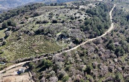 Seferihisar Gödence'de doğal kaynak sulu satılık tarla