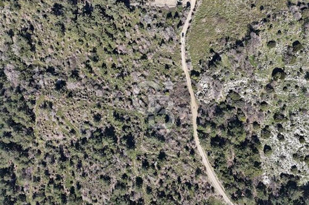 Seferihisar Gödence'de doğal kaynak suyu olan satılık tarla 