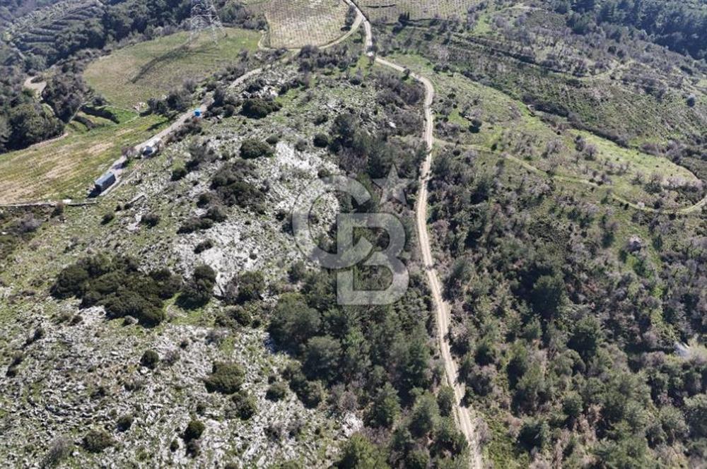 Seferihisar Gödence'de doğal kaynak sulu satılık tarla