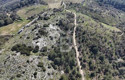 Seferihisar Gödence'de doğal kaynak sulu satılık tarla