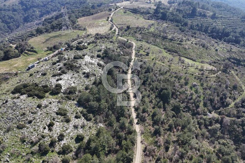 Seferihisar Gödence'de doğal kaynak sulu satılık tarla