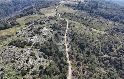 Seferihisar Gödence'de doğal kaynak sulu satılık tarla
