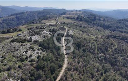 Seferihisar Gödence'de doğal kaynak suyu olan satılık tarla 