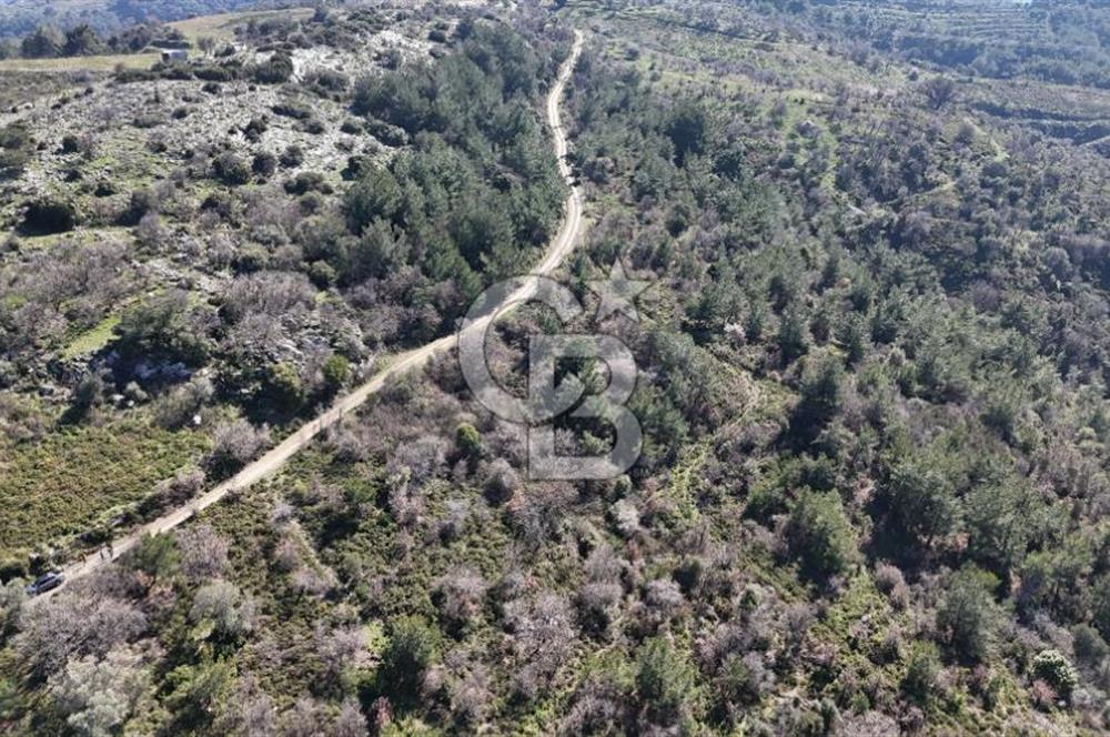 Seferihisar Gödence'de doğal kaynak suyu olan satılık tarla 