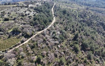 Seferihisar Gödence'de doğal kaynak suyu olan satılık tarla 